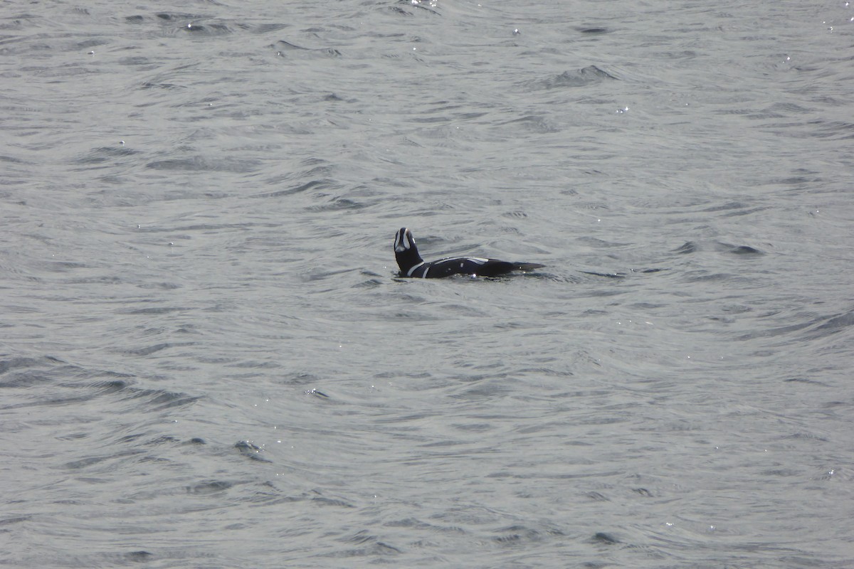 Kragenente - ML643807070