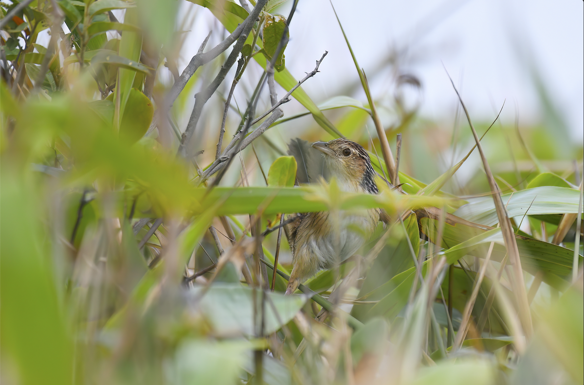 Chinese Grassbird - ML643807087
