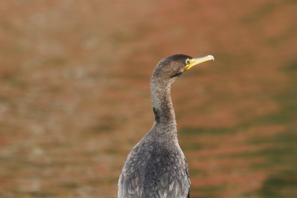 Double-crested Cormorant - ML643807090