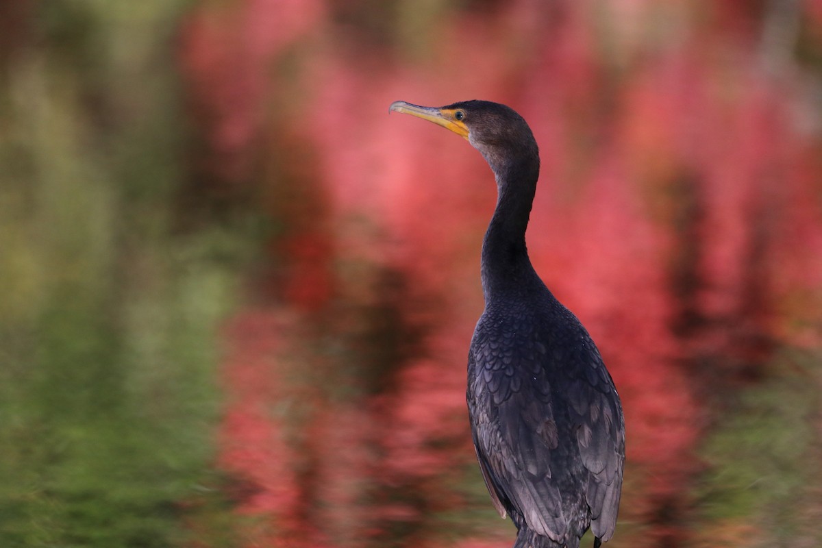 Double-crested Cormorant - ML643807091
