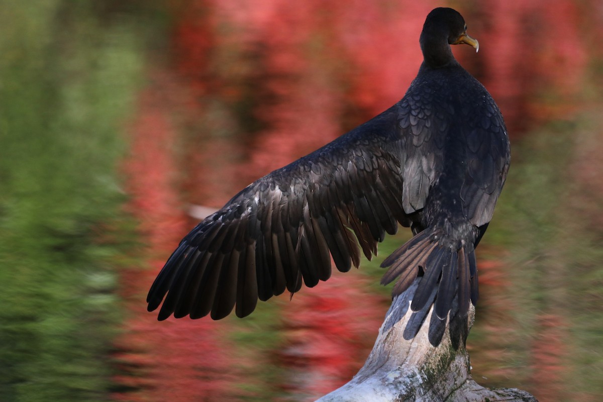 Double-crested Cormorant - ML643807092