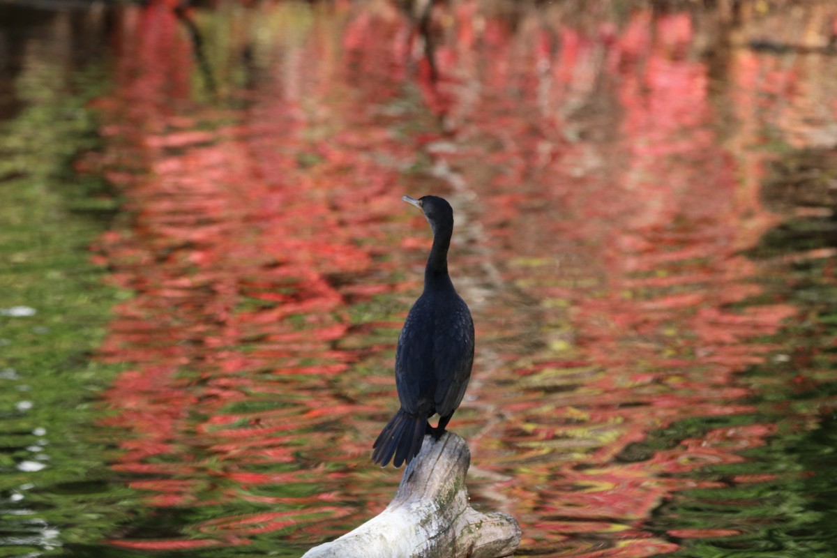 Double-crested Cormorant - ML643807093