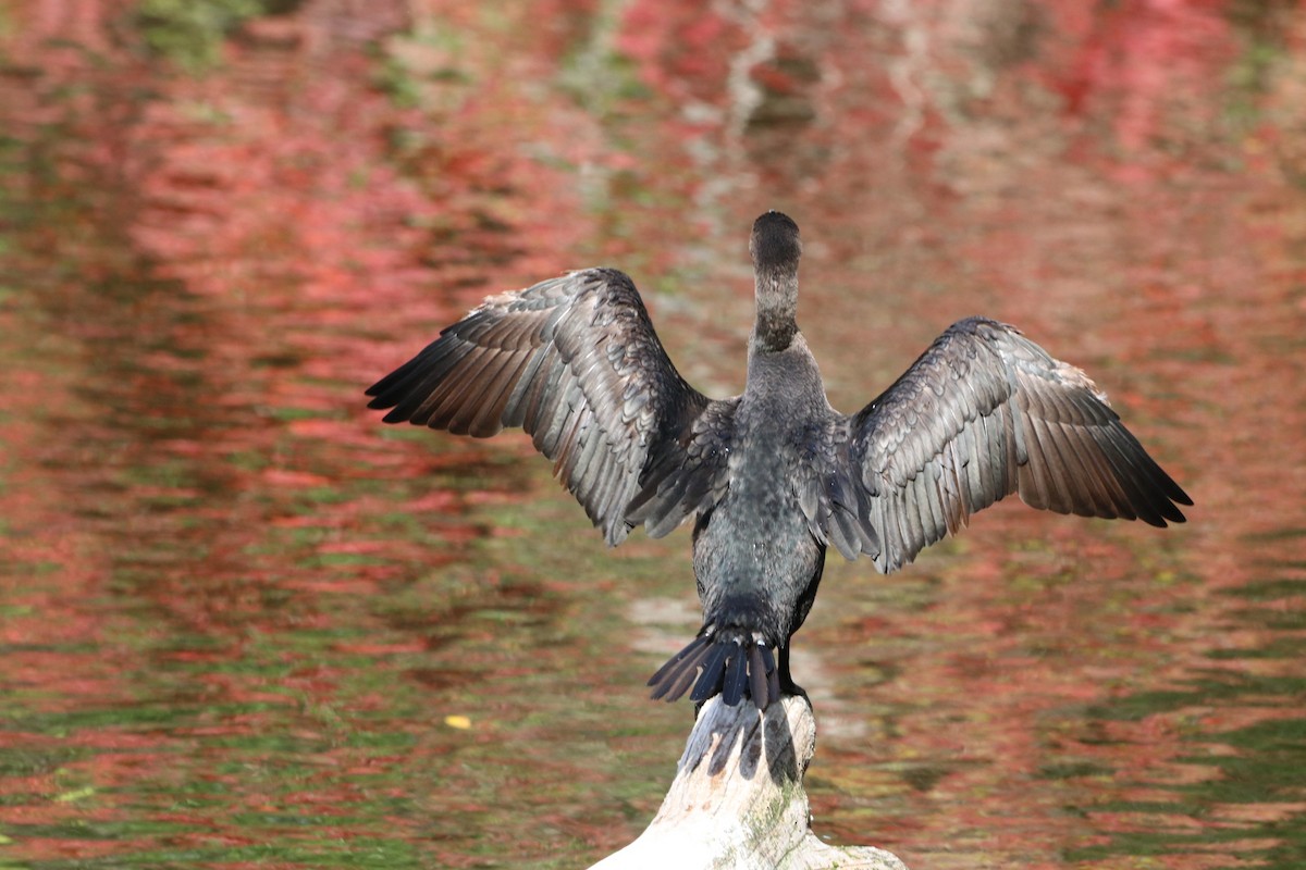 Double-crested Cormorant - ML643807094