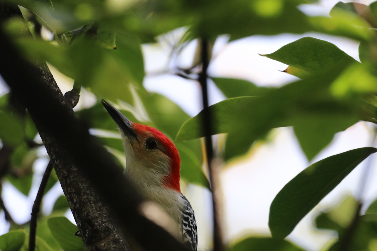 Red-bellied Woodpecker - ML643807103