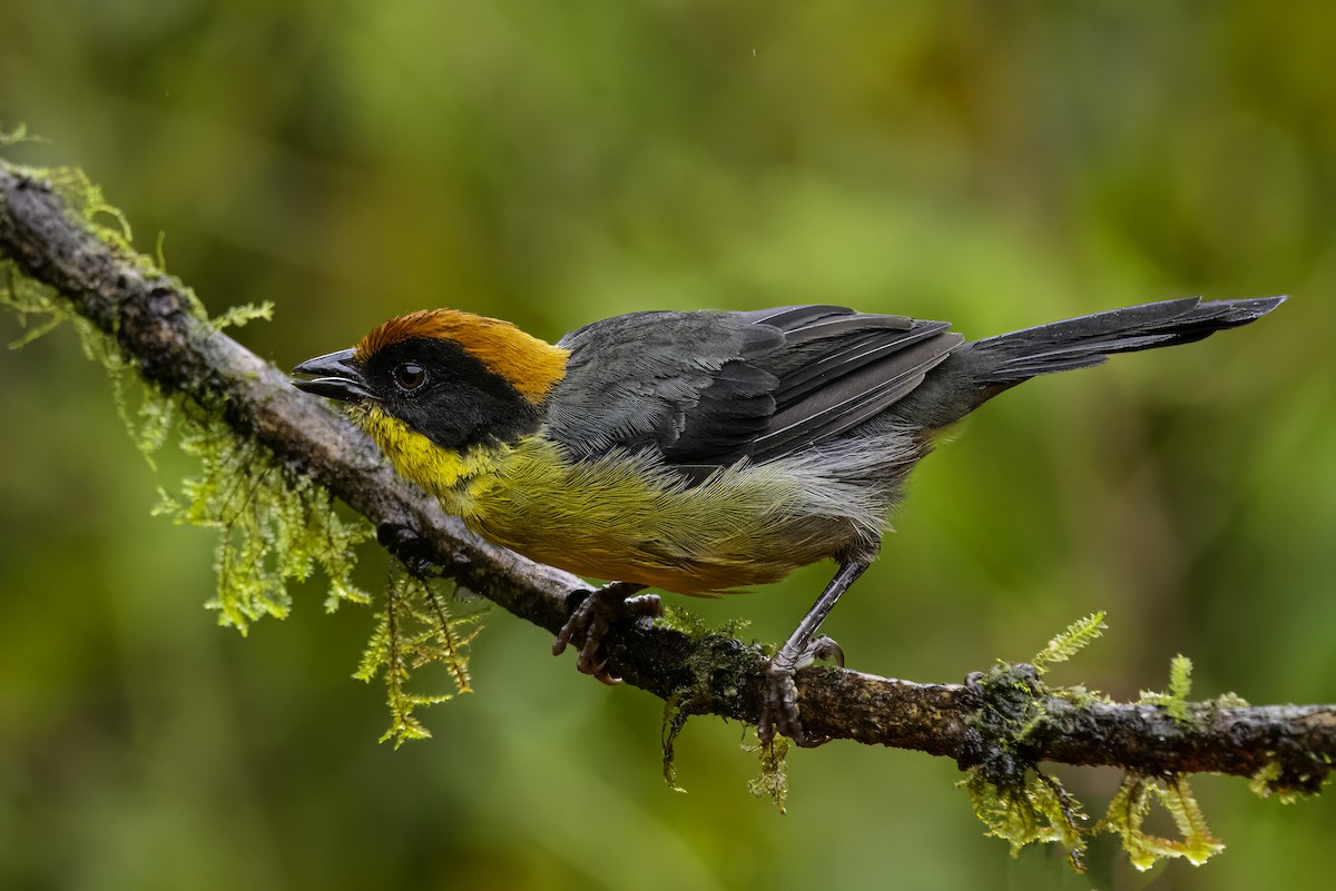 Yellow-breasted Brushfinch - ML643807104