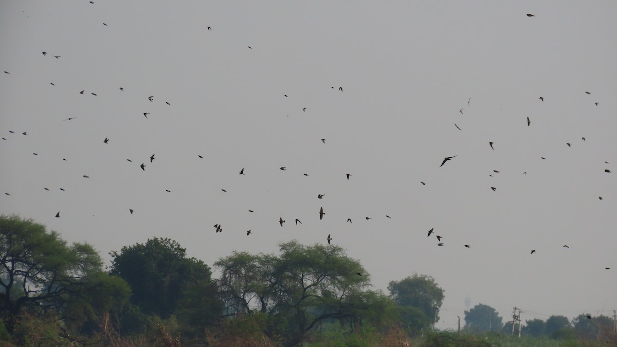 Streak-throated Swallow - ML643807111