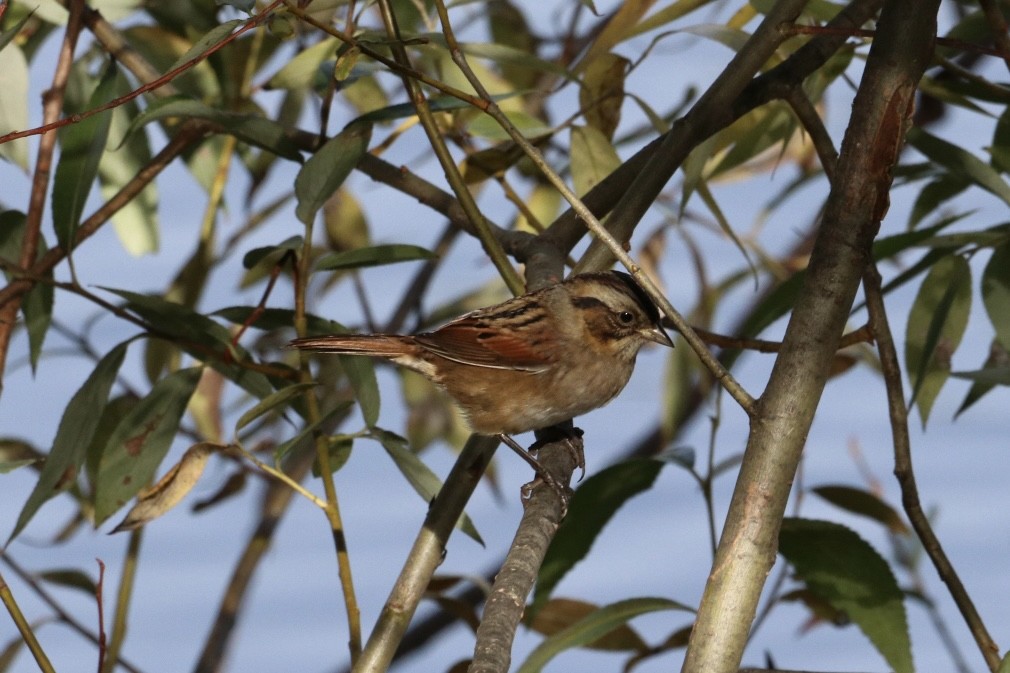 Swamp Sparrow - ML643807114