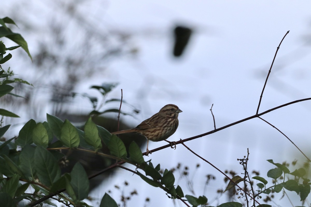 Song Sparrow - ML643807122