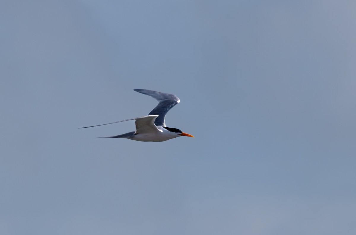 Lesser Crested Tern - ML643807126