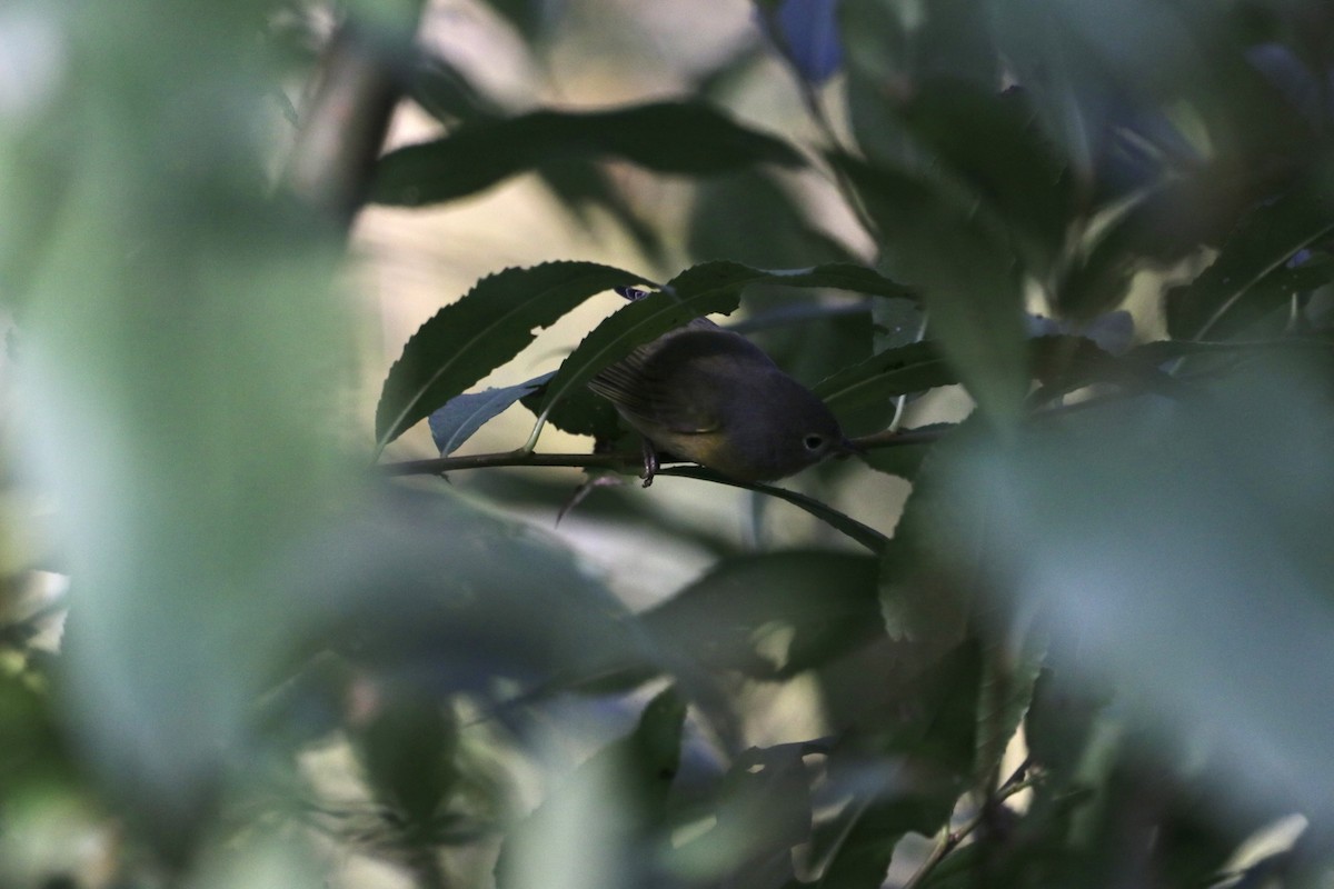 Nashville Warbler - ML643807127