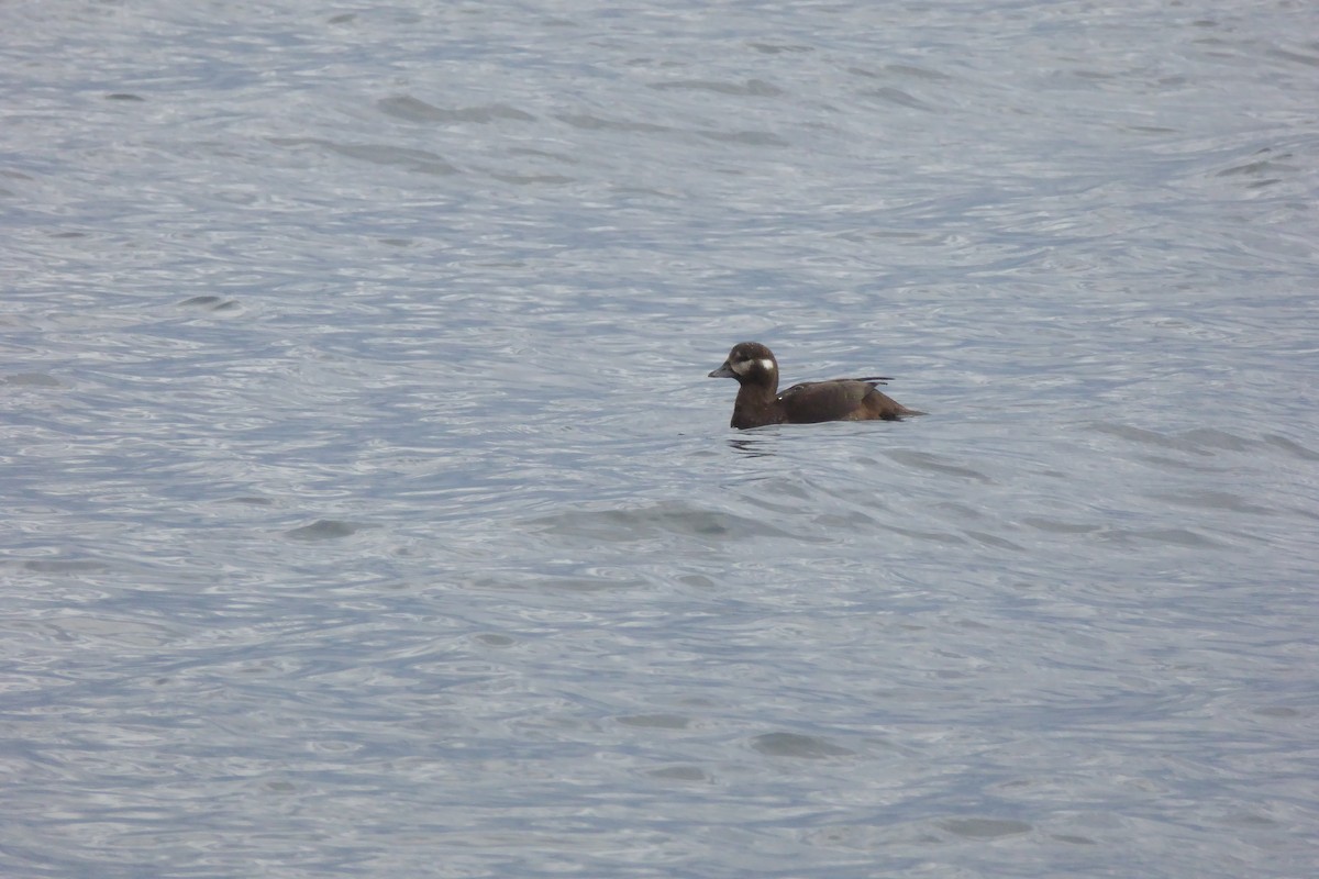 Kragenente - ML643807130