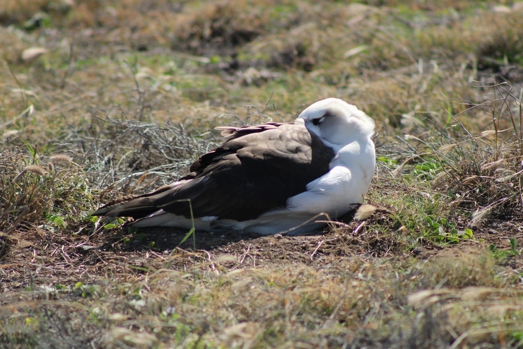 Albatros de Laysan - ML643807131