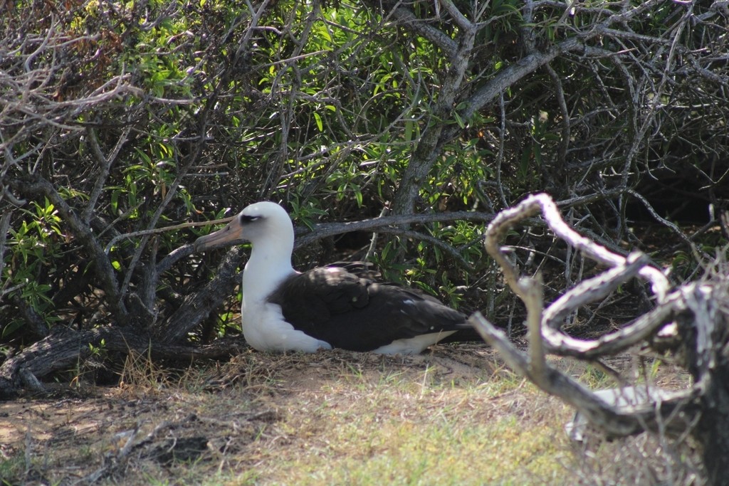 Albatros de Laysan - ML643807137