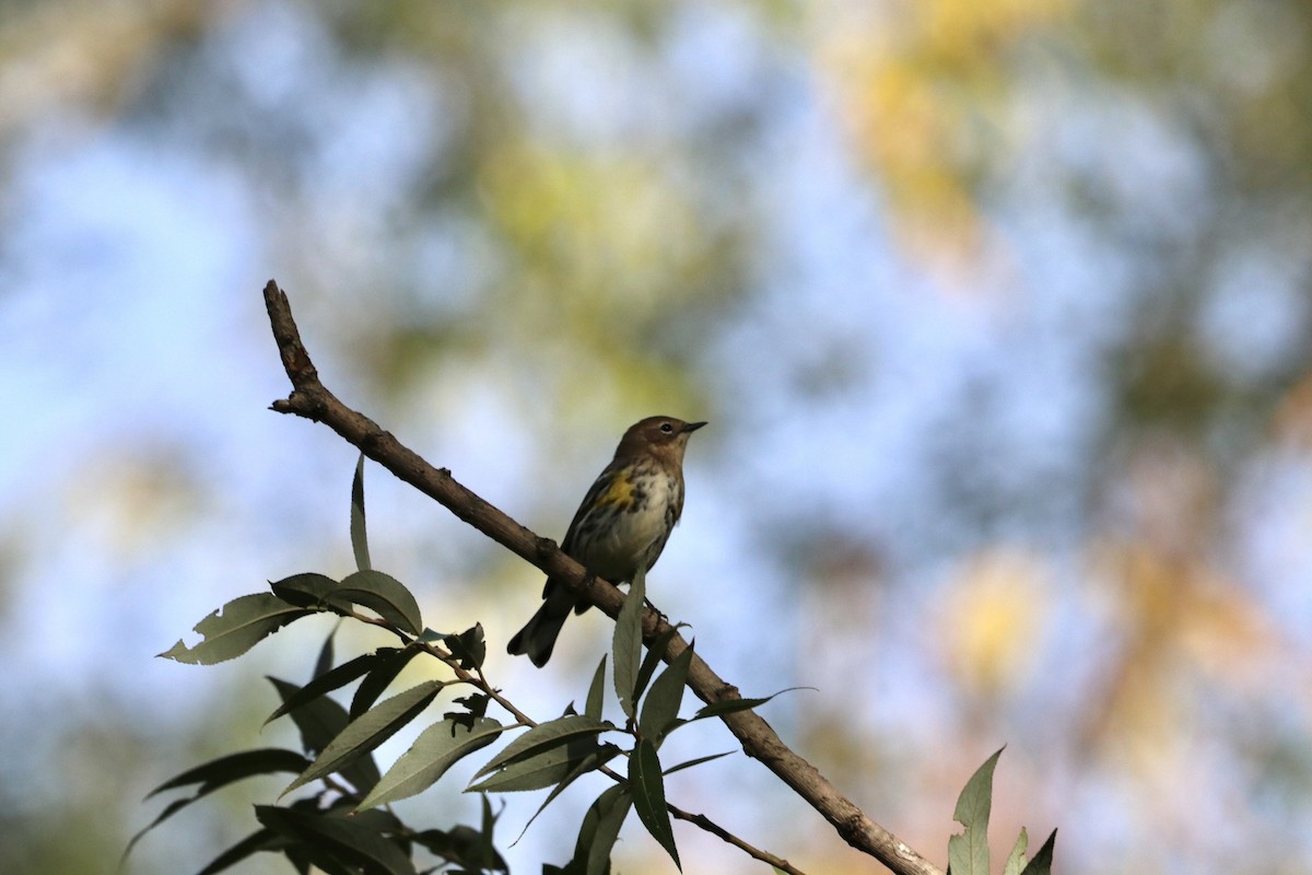 Yellow-rumped Warbler - ML643807143
