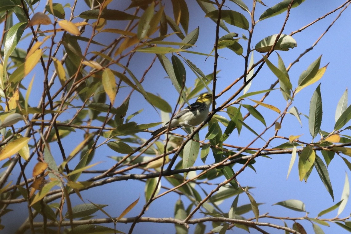 Black-throated Green Warbler - ML643807151
