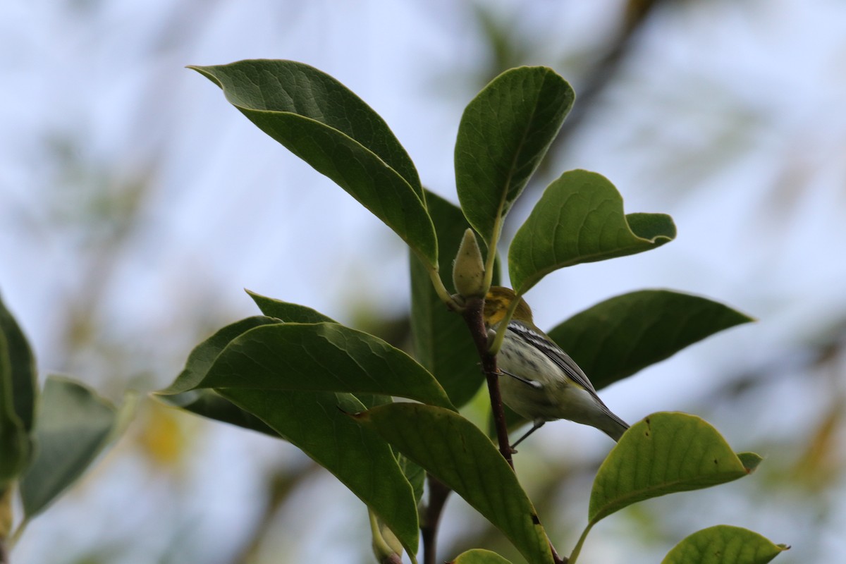 Black-throated Green Warbler - ML643807152