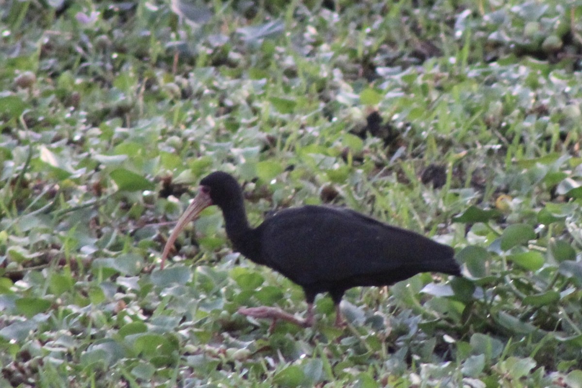 Ibis Afeitado - ML643807155