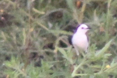 Черноспинный мухолов - ML643807156