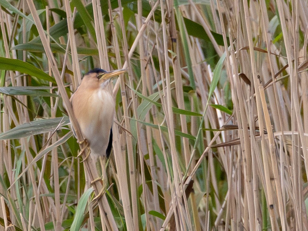 Little Bittern - ML643807193