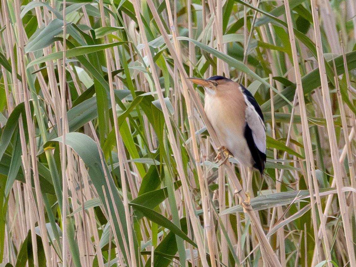Little Bittern - ML643807194
