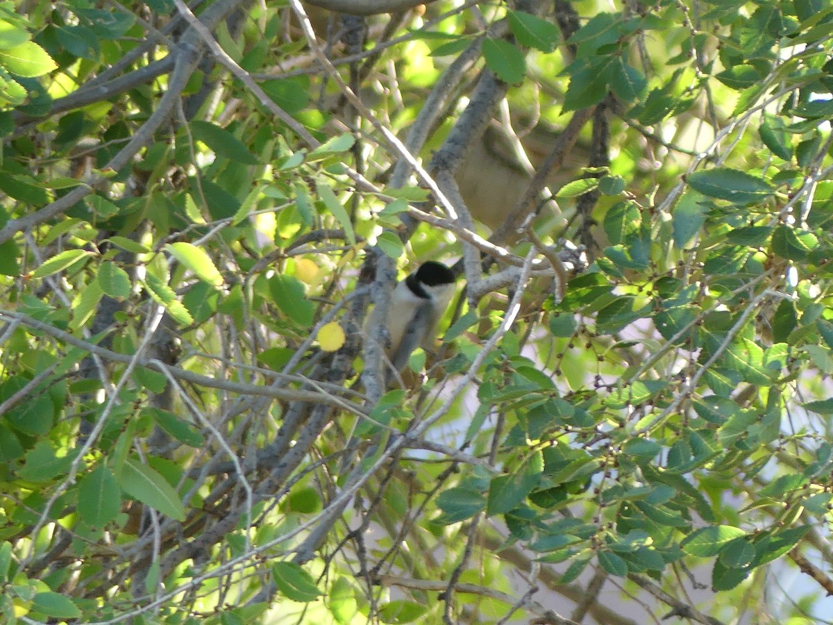 Black-capped Chickadee - ML643807231