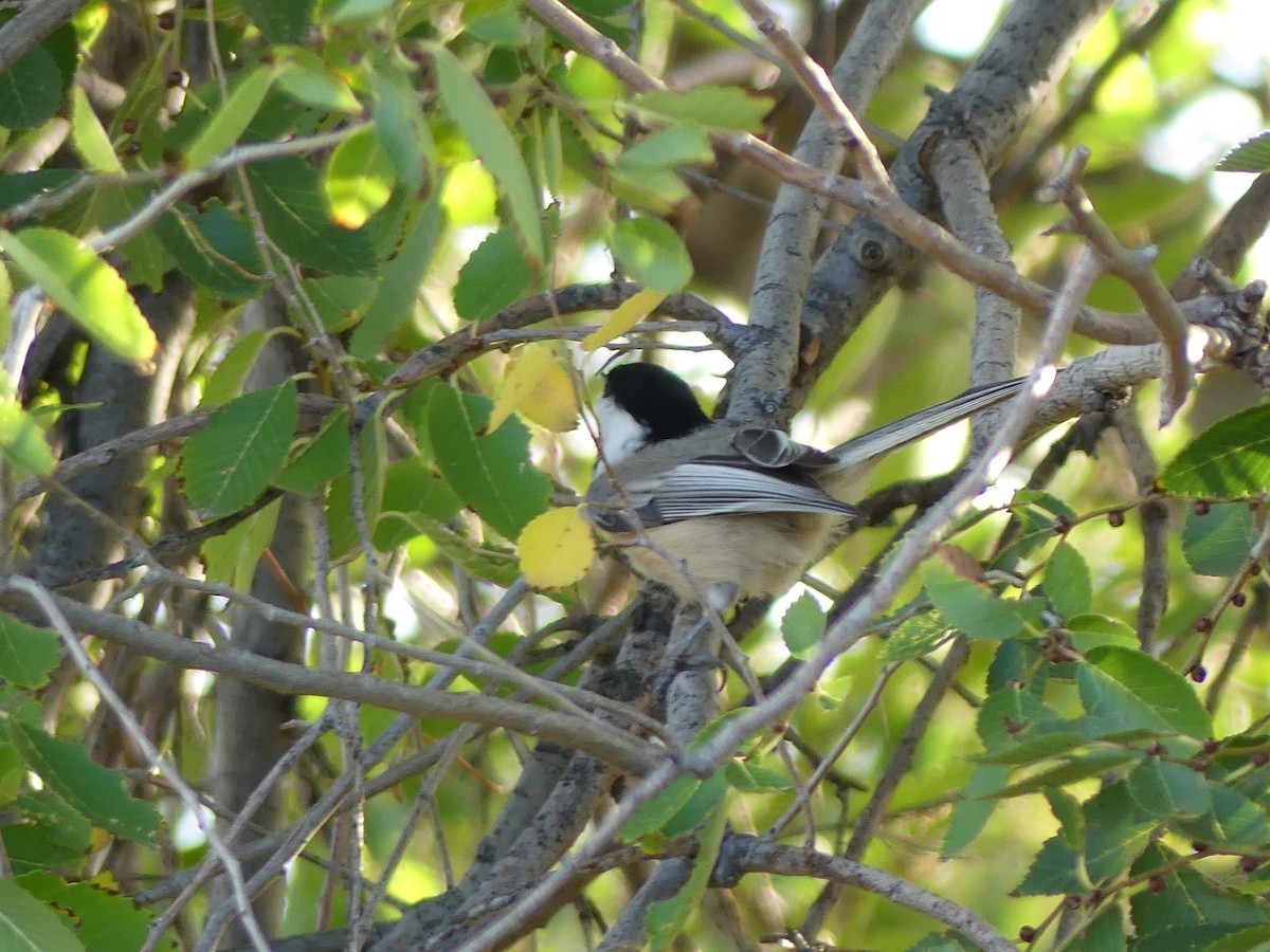 Black-capped Chickadee - ML643807232