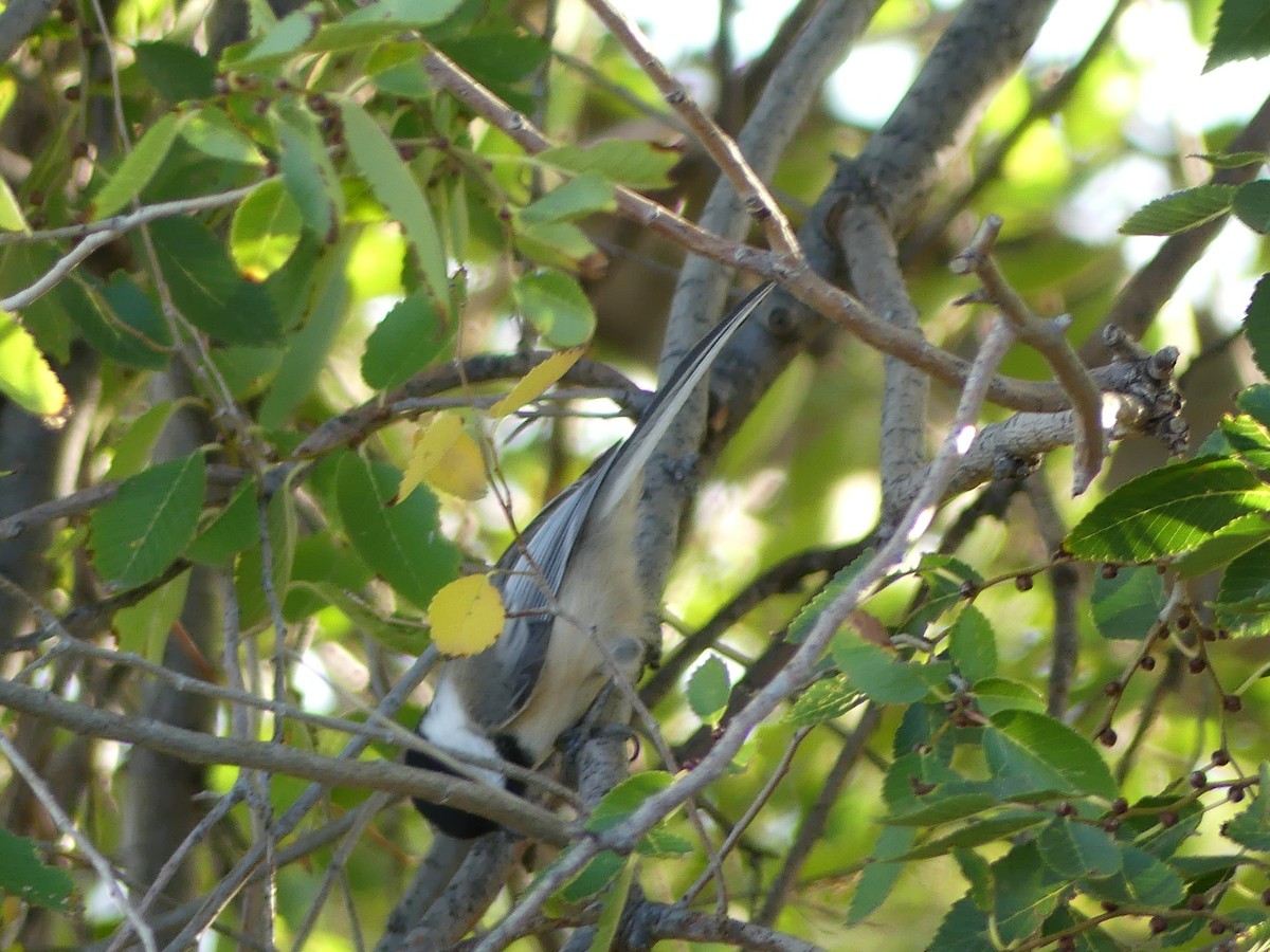 Black-capped Chickadee - ML643807233