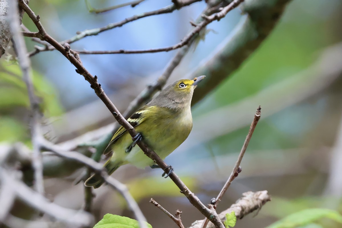 Weißaugenvireo - ML643807235