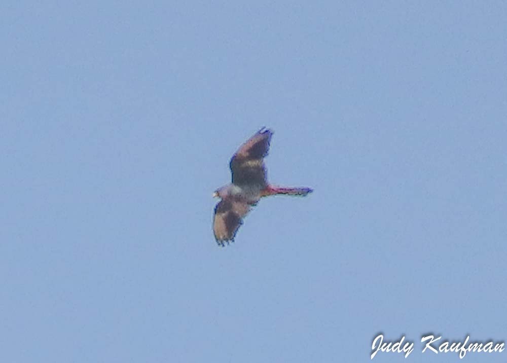 Red-footed Falcon - ML643807239