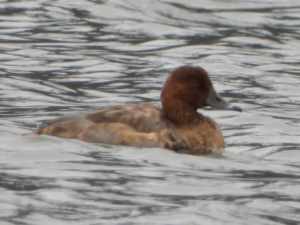 Redhead - ML643807243