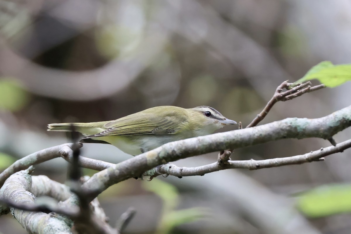 Vireo occhirossi - ML643807246