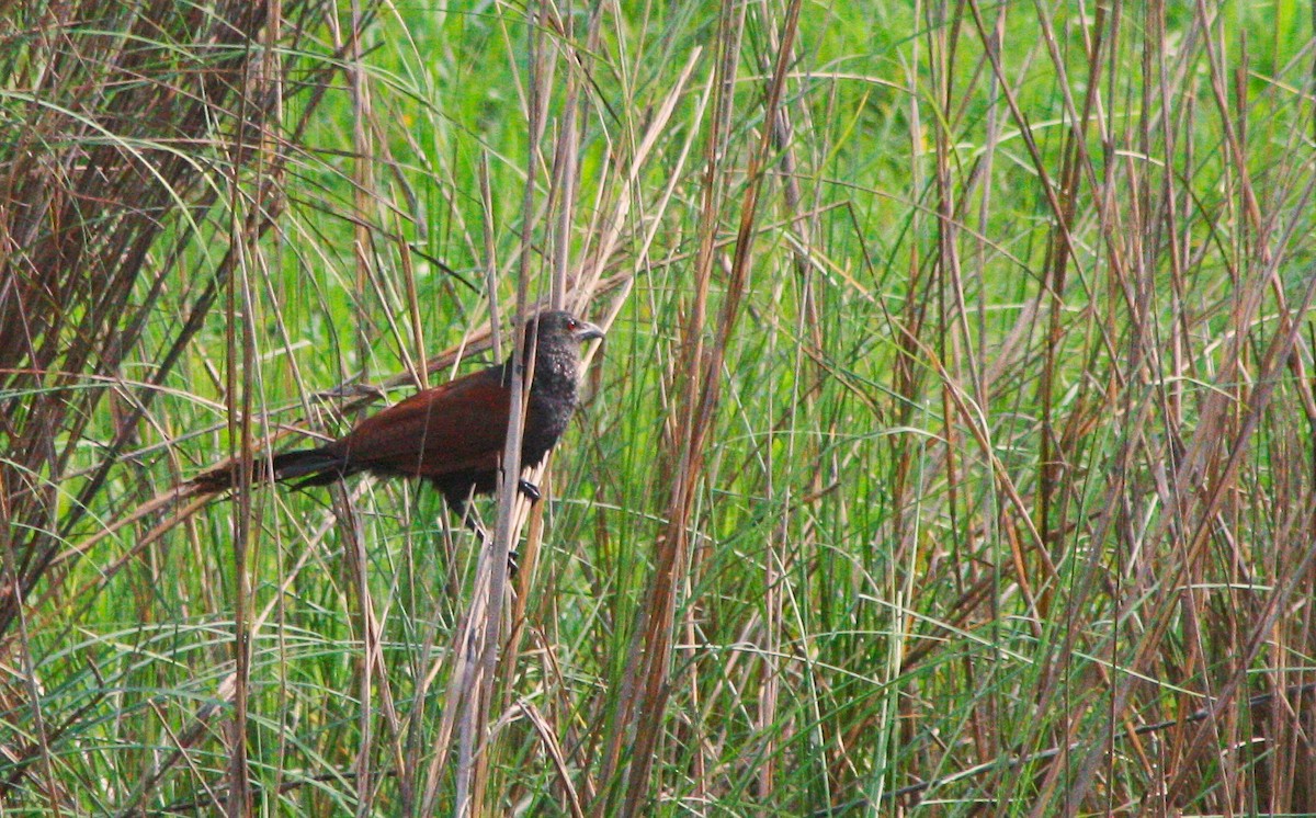Greater Coucal - ML643807247