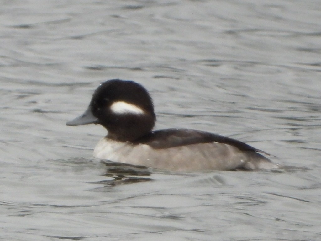 Bufflehead - ML643807257