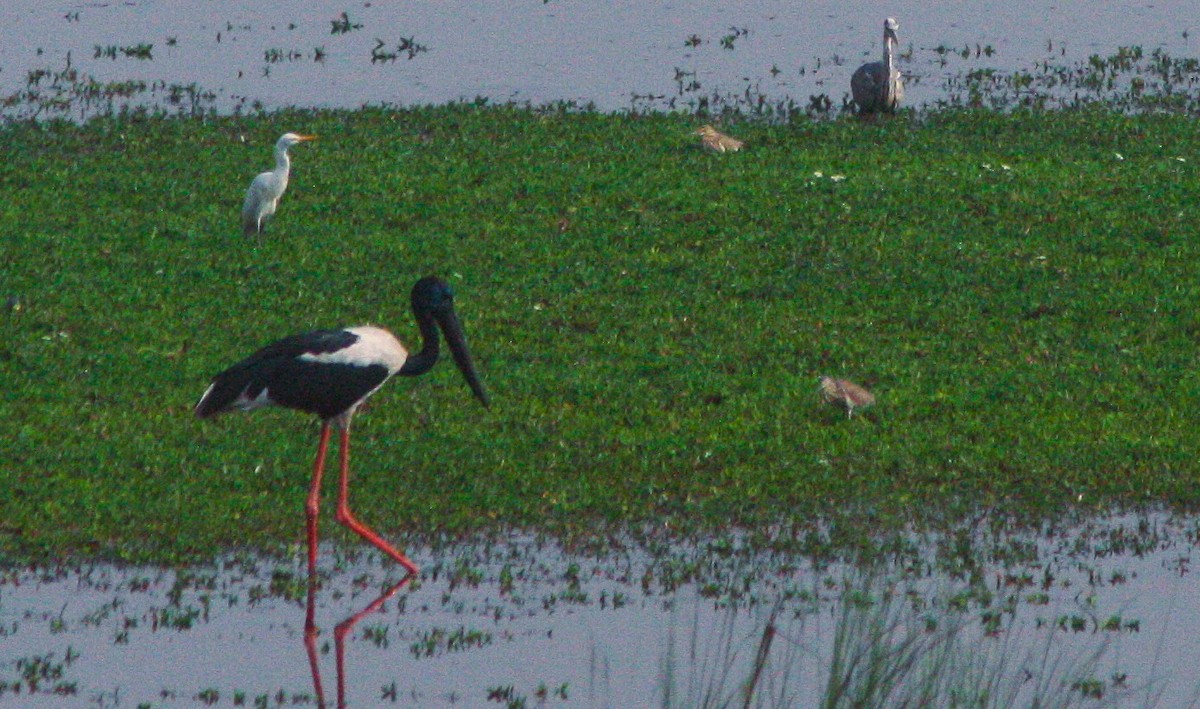 Black-necked Stork - ML643807279