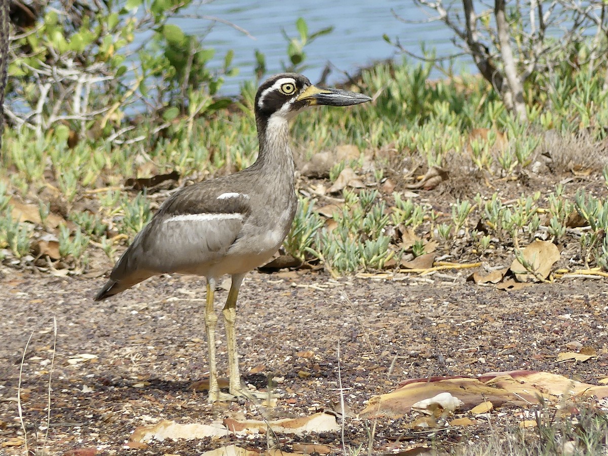Beach Thick-knee - ML643807289