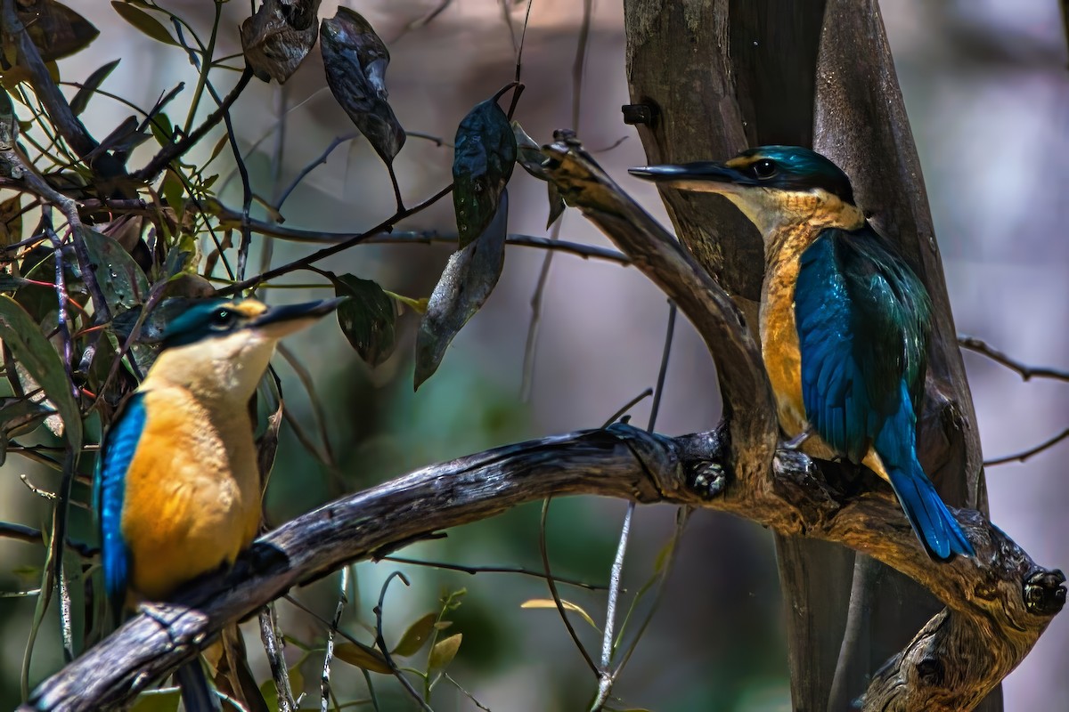 Sacred Kingfisher (Australasian) - ML643807290