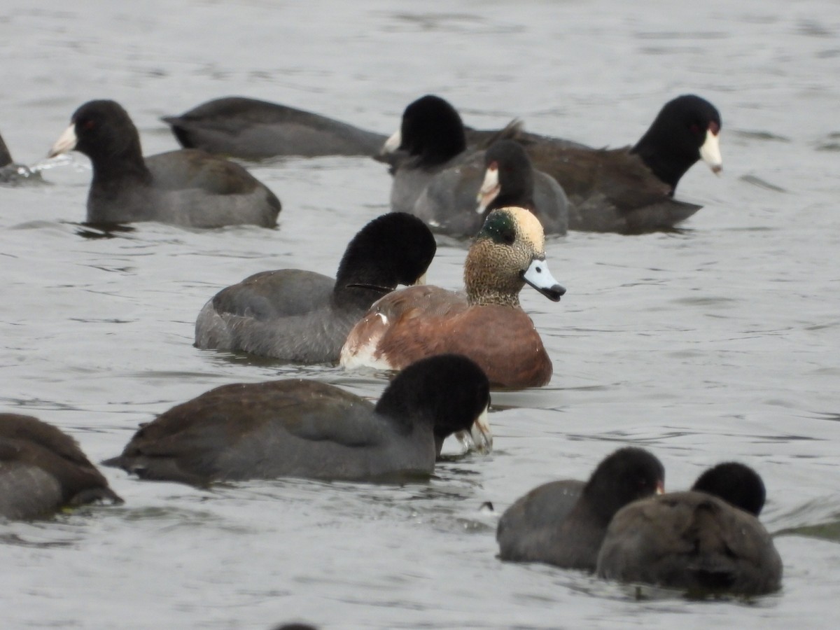 American Coot - ML643807294
