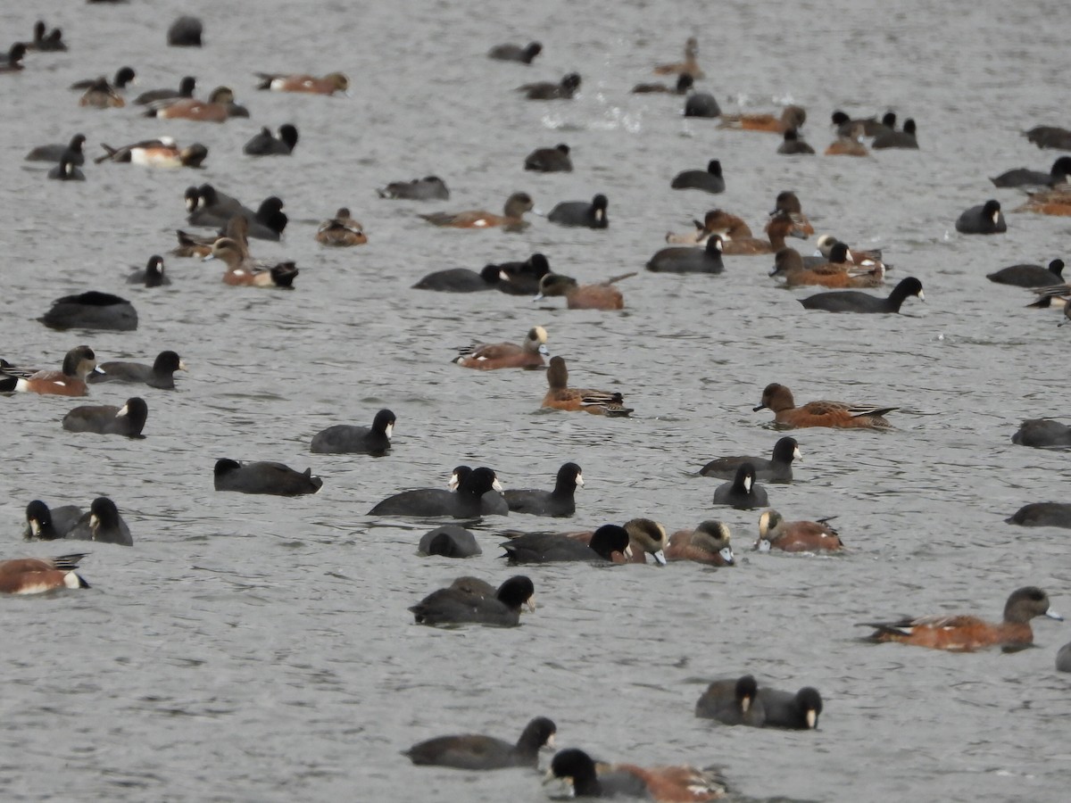 American Coot - ML643807295