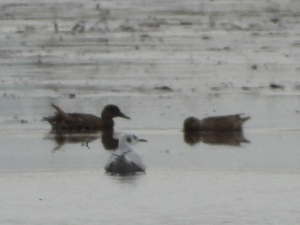 Bonaparte's Gull - ML643807300