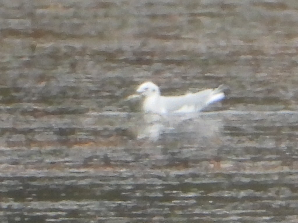 Bonaparte's Gull - ML643807301