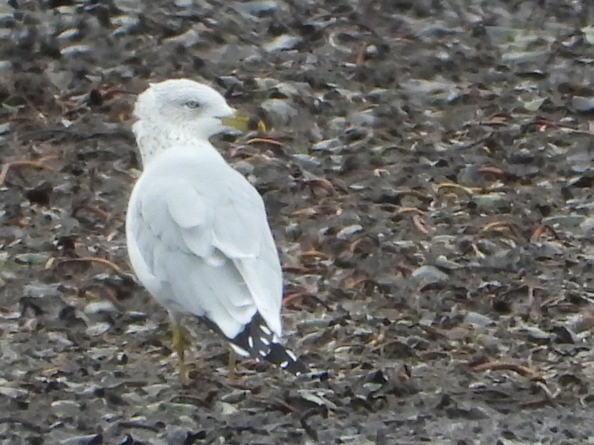 Ring-billed Gull - ML643807308