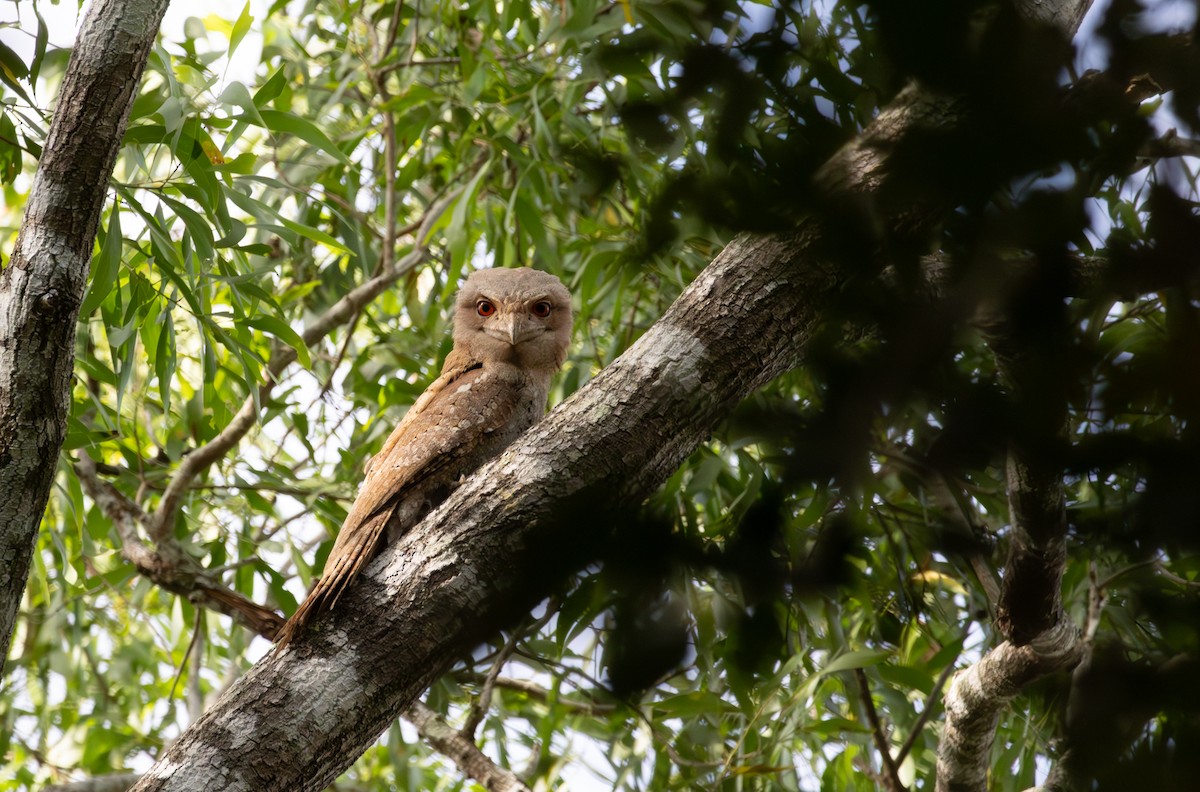 Papuan Frogmouth - ML643807309