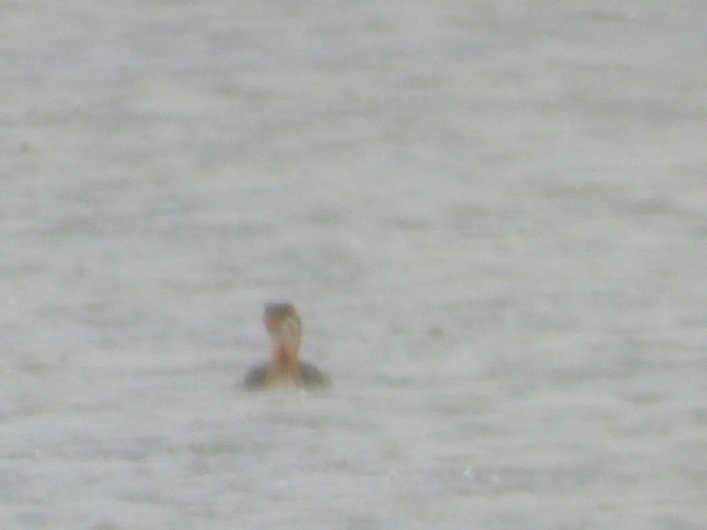 Pied-billed Grebe - ML643807310