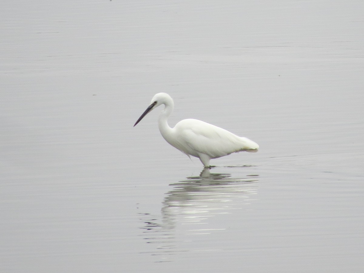 コサギ - ML643807311