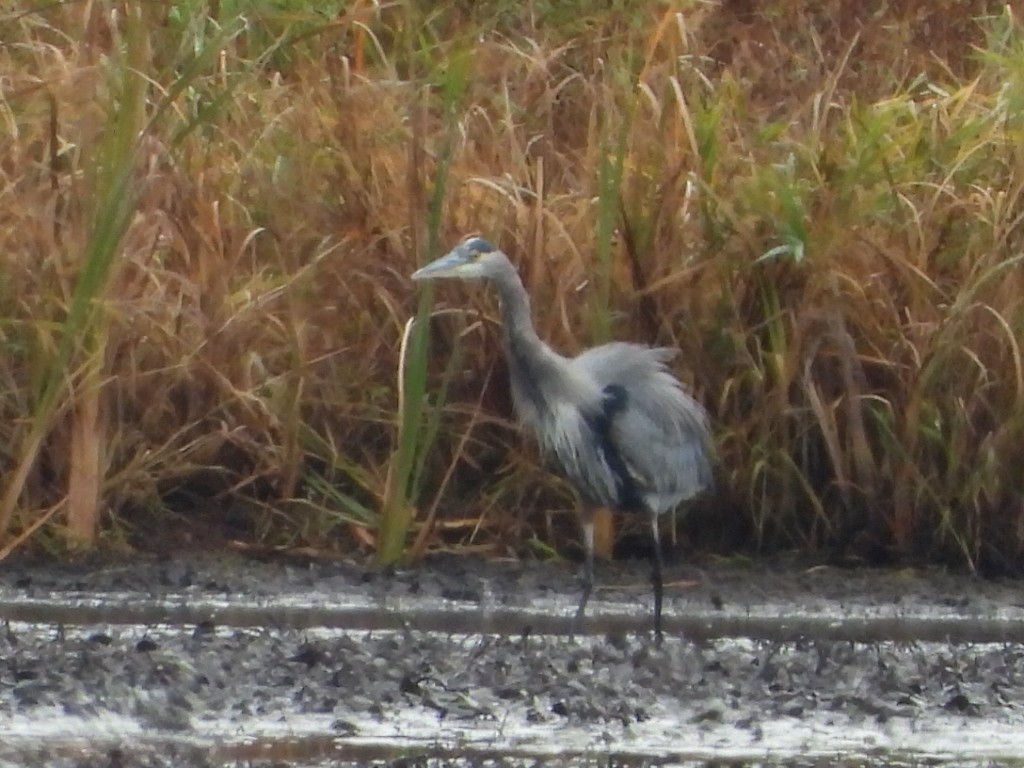 Great Blue Heron - ML643807313