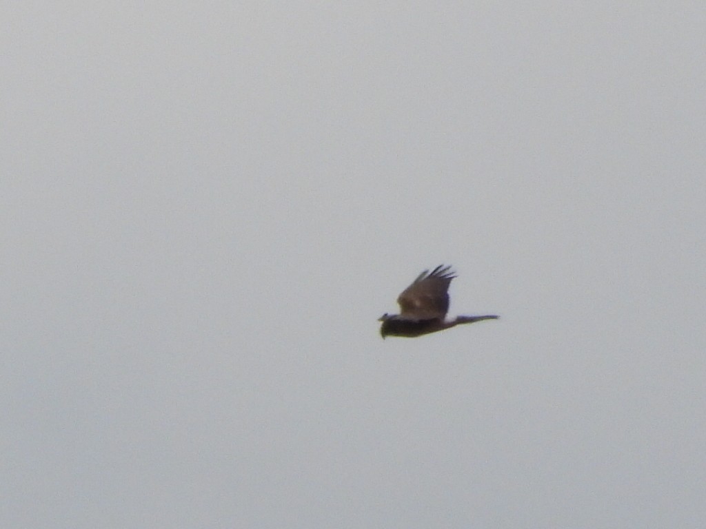 Northern Harrier - ML643807317