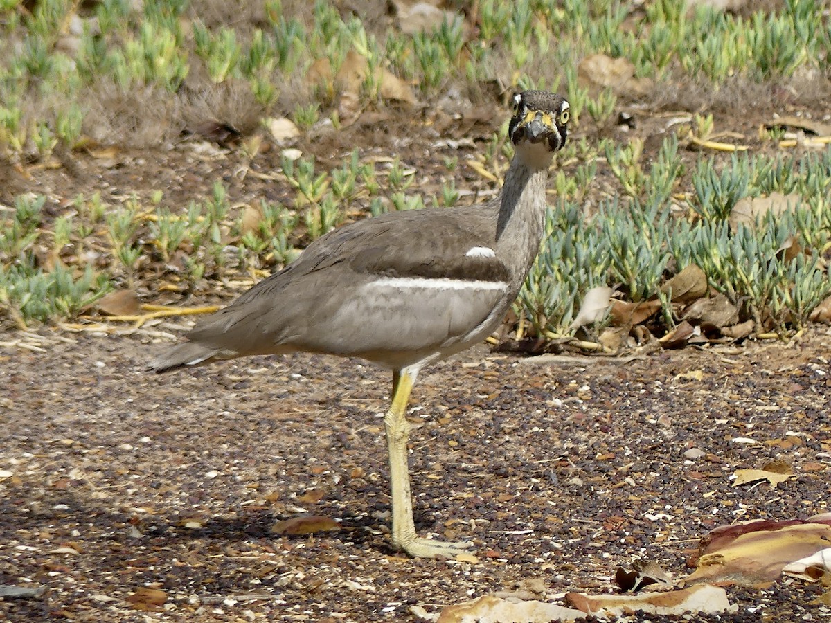 Beach Thick-knee - ML643807330