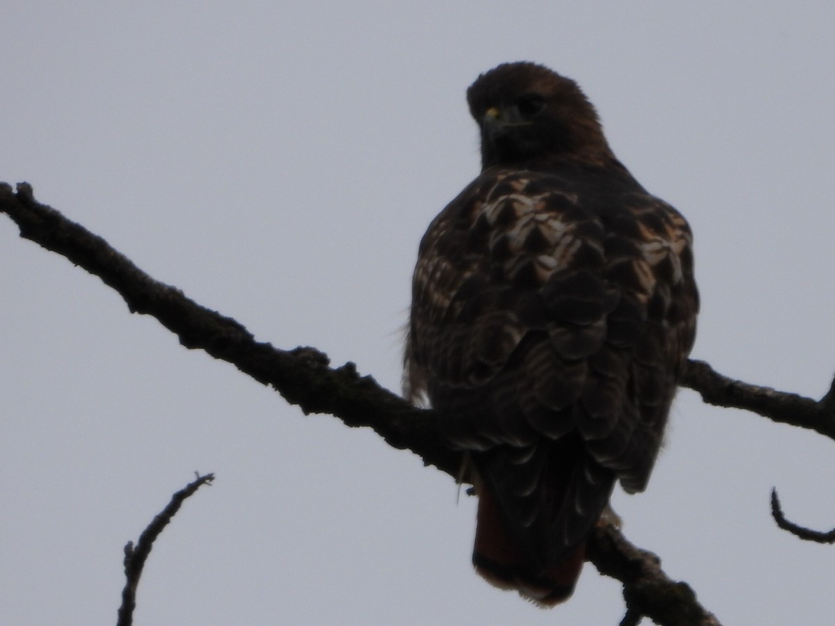 Red-tailed Hawk - ML643807332