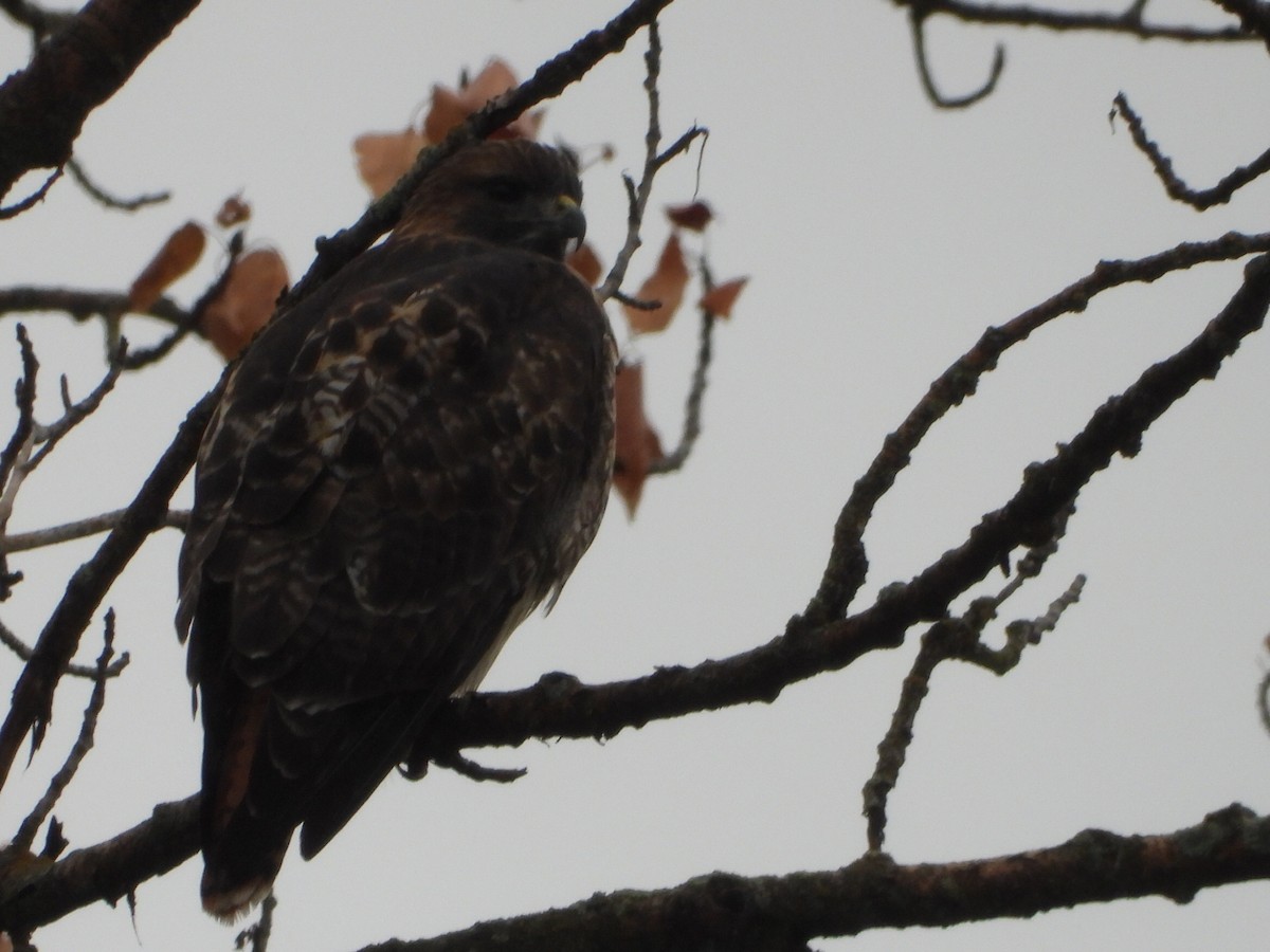 Red-tailed Hawk - ML643807333