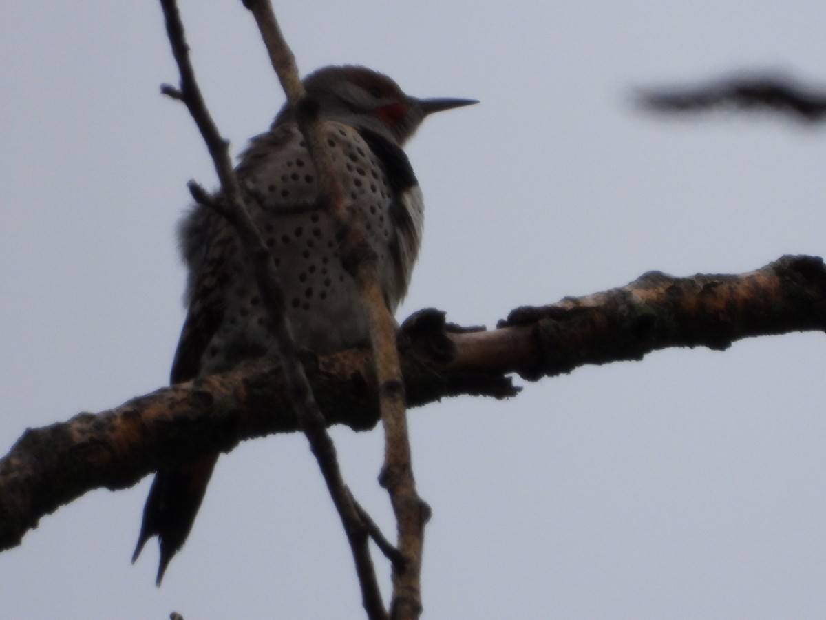 Northern Flicker - ML643807339